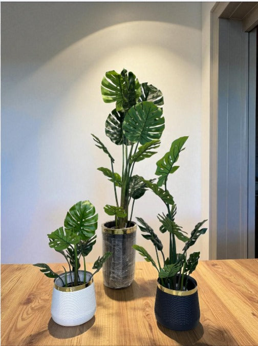 Monstera Plant With Pot