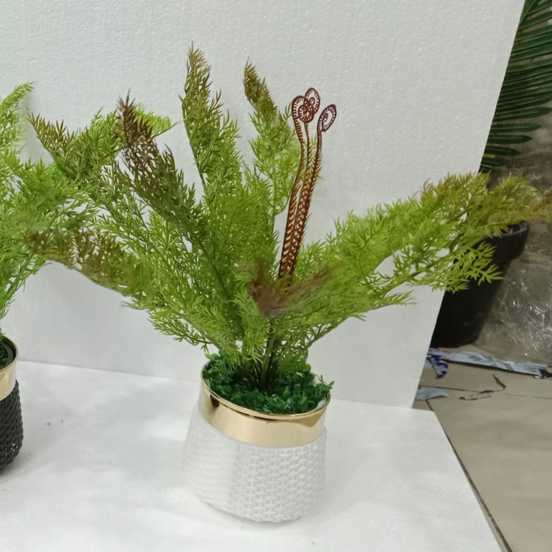 Asparagus Fern Plant with Pot