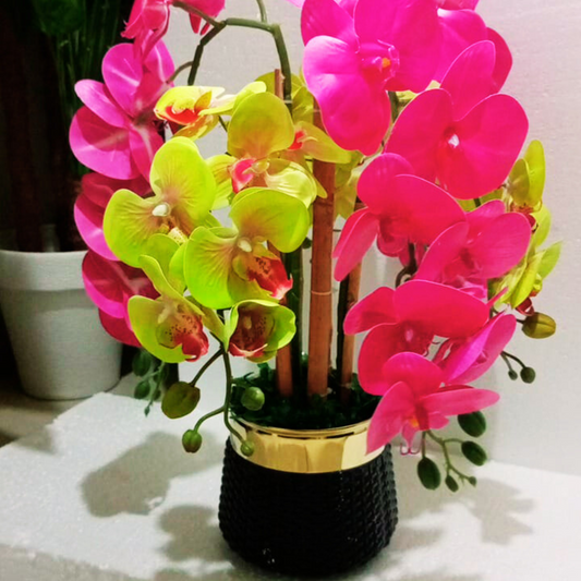Dual-Tone Orchid Display