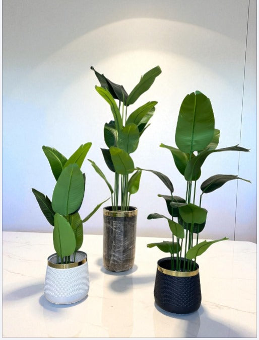 Banana Plant with POT