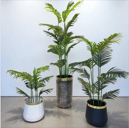 Palm Plant With Pot